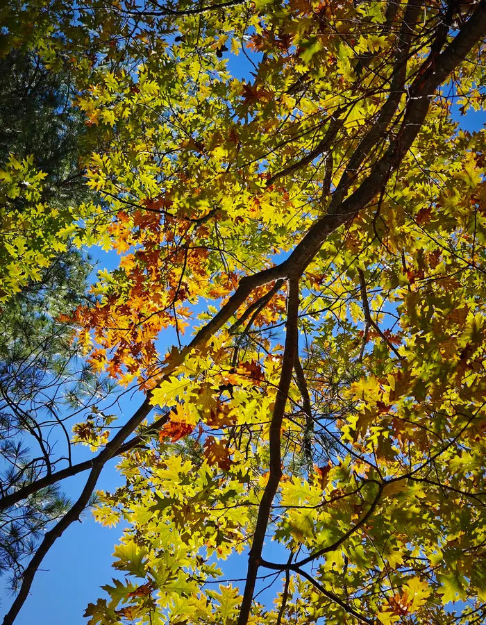 Gatineau regional park